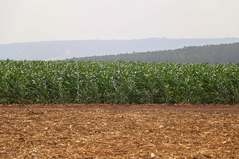Câmara aprova incentivos para impulsionar indústria nacional de fertilizantes