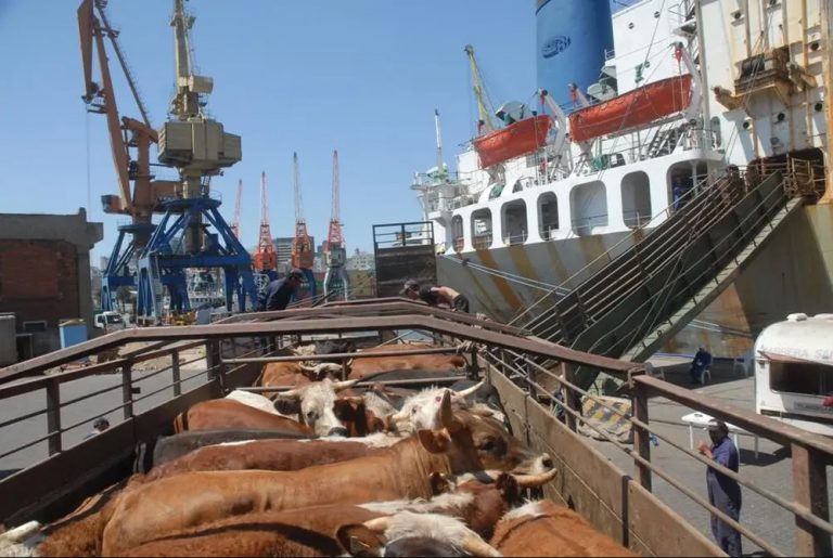 Câmara debate impactos do transporte marítimo de animais vivos para exportação