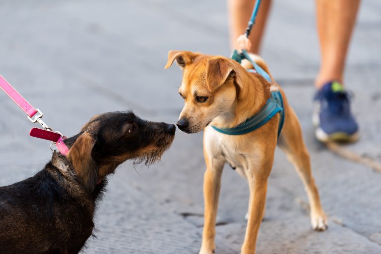 Câmara debate inclusão de vacinas para pets no Programa Nacional de Imunizações