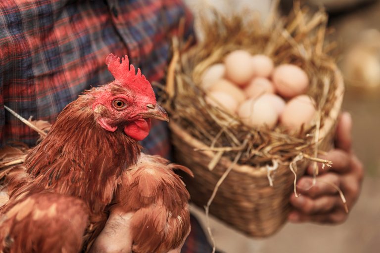 Câmara debate práticas de 'humane washing' que enganam consumidores sobre bem-estar animal