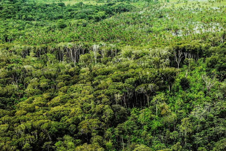Câmara discute destinação de florestas públicas não destinadas para combater grilagem na Amazônia