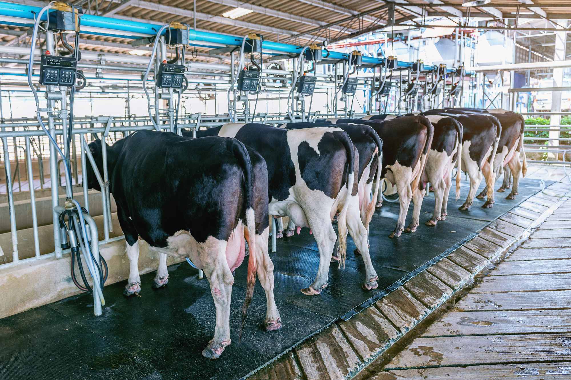 Câmara: Projeto cria programa de valorização da pecuária leiteira