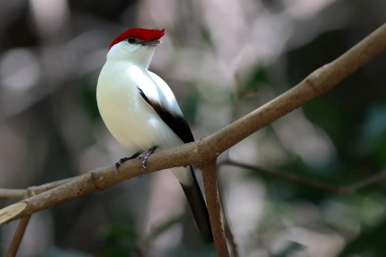 Câmara: Projeto proíbe exportação de animais silvestres nativos do Brasil