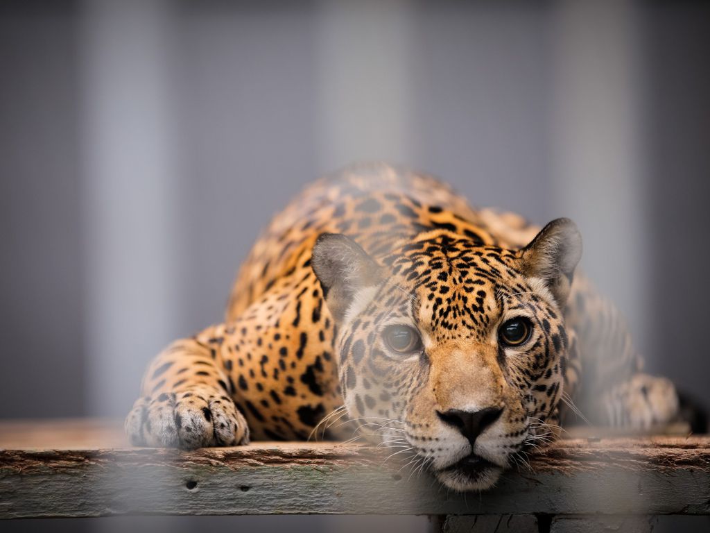 Câmara: Projeto proíbe funcionamento de zoológicos no Brasil