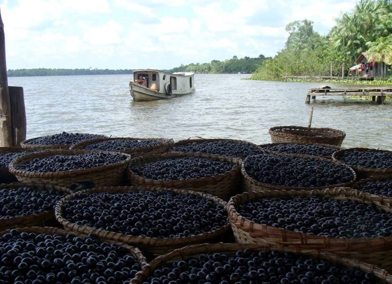 CCJ aprova 9 projetos: açaí vira fruta nacional e novas datas comemorativas