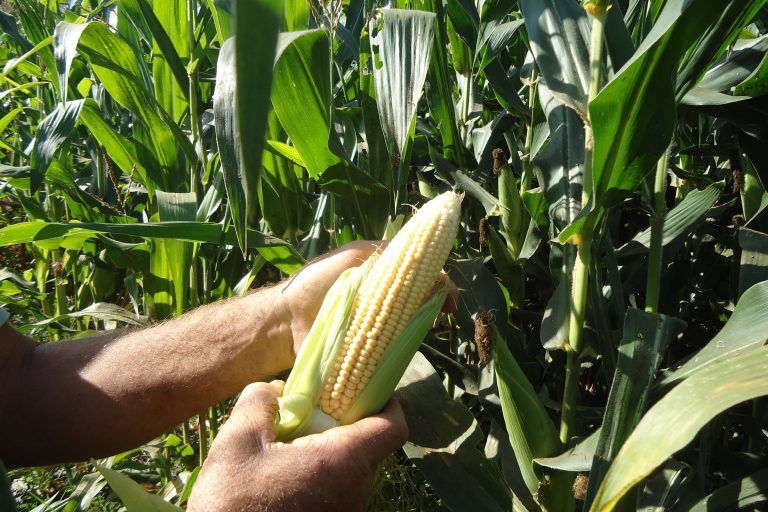 Comissão da Câmara debate plano de desenvolvimento agrícola do Matopiba