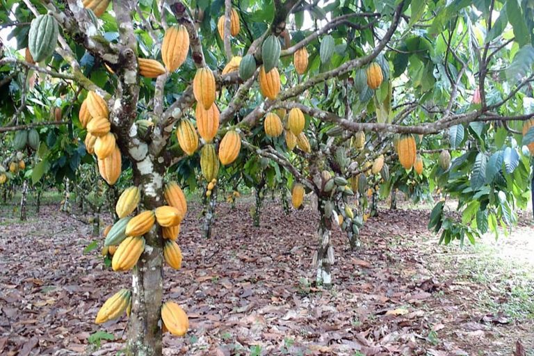 Comissão debate riscos de pragas africanas na importação de cacau brasileiro