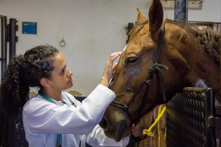 Comissões da Câmara debatem impactos do EaD em medicina veterinária