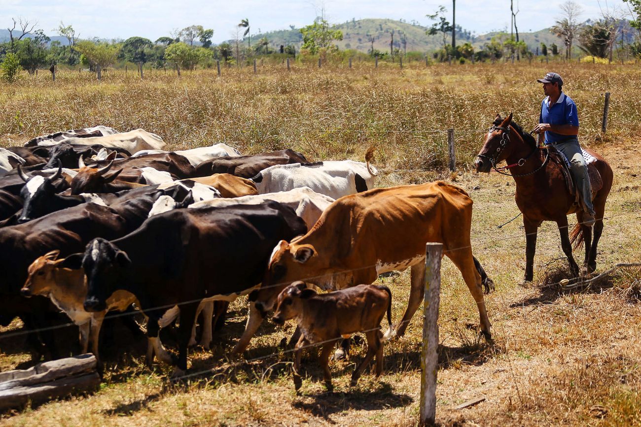Crédito rural vinculado à rastreabilidade bovina na Amazônia