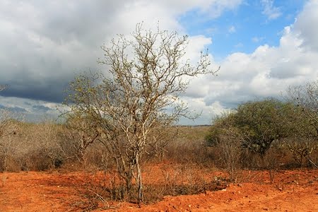 Lei anula criação da Floresta Nacional de Cristópolis na Bahia