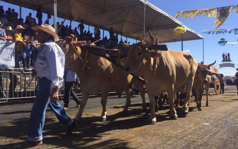 Lei cria o Dia Nacional do Carreiro de Boi no Brasil