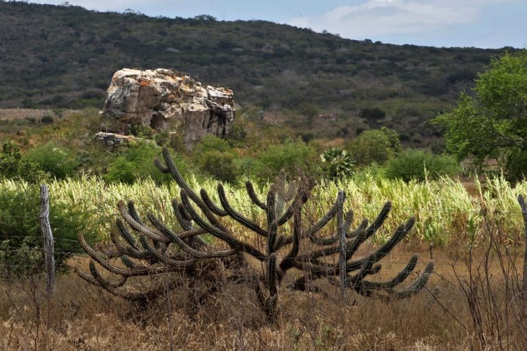 Lei cria política nacional para recuperação da vegetação da Caatinga