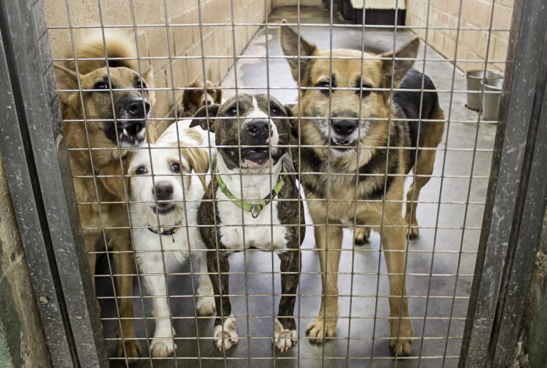 Lei oficializa Julho Dourado para promover saúde animal e prevenir zoonoses