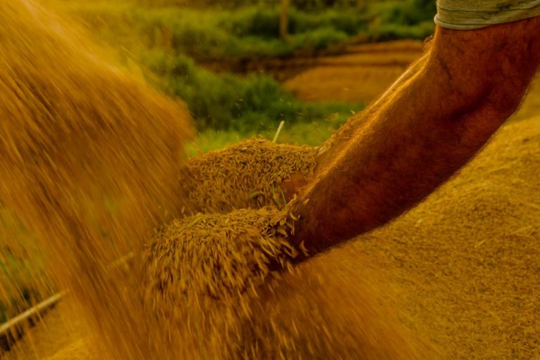 Mirim Doce (SC) é reconhecida como Capital Nacional do Melhor Arroz