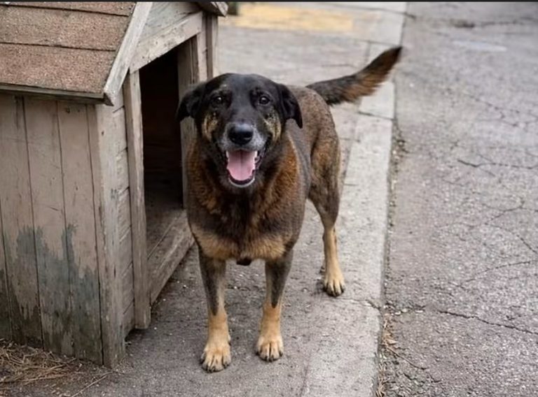 Morte do cão Orelha gera 25 projetos na Câmara para punir violência contra animais