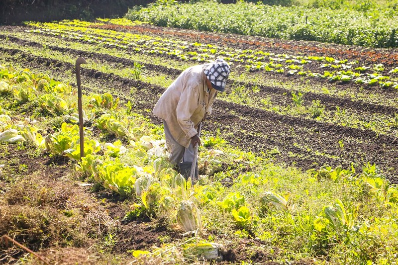 MP destina R$ 64,3 milhões para segurança alimentar e direitos indígenas