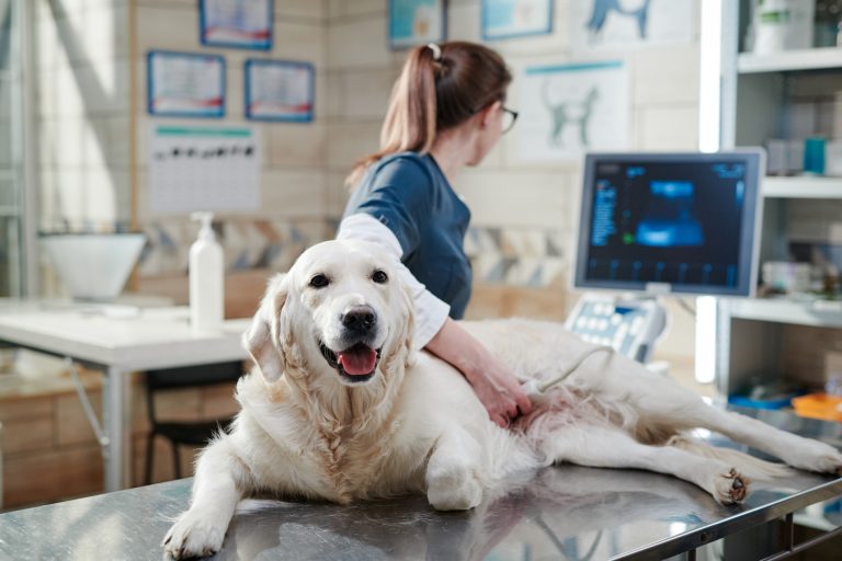Nova lei criminaliza exercício ilegal da medicina veterinária com prisão