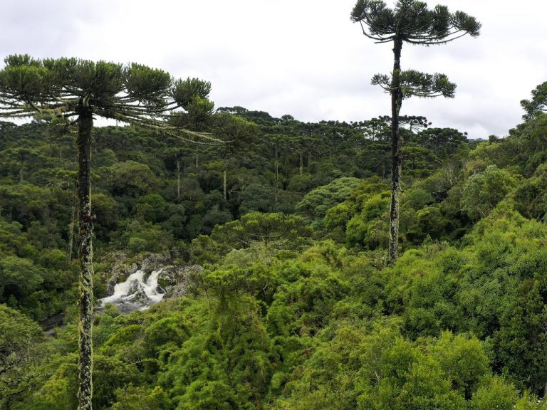 Novas Regras de Licenciamento Ambiental: Câmara Aprova Mudanças Polêmicas na Legislação